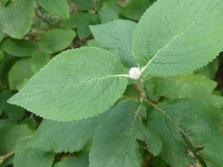 VTax2865.Ex2.Img5