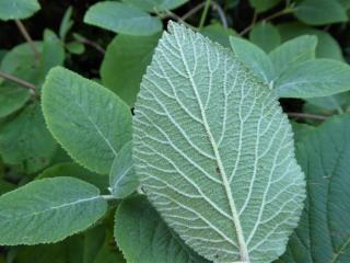 VTax2865.Ex2.Img6