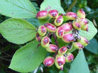 VTax2865.Ex2.Img7