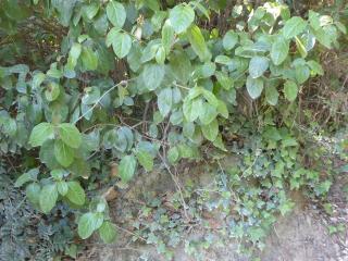 VTax2866.Ex1.Img1