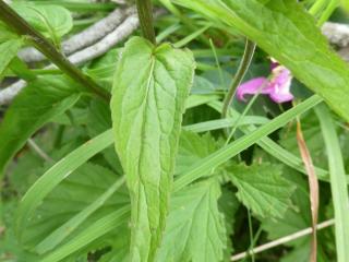 VTax2964.Ex1.Img1