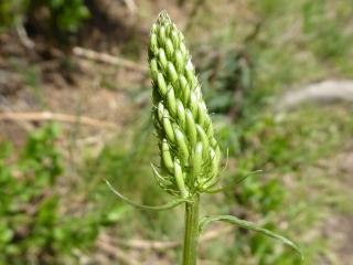 VTax2964.Ex4.Img5