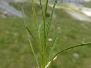 VTax2966.Ex1.Img3