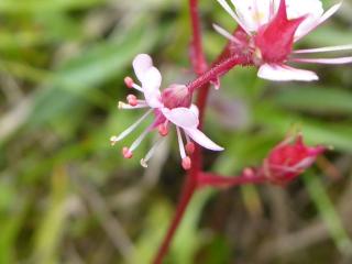 VTax352.Ex1.Img6