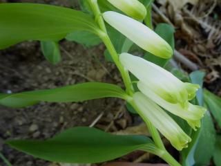 VTax3593.Ex1.Img5