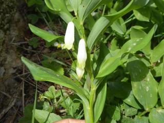 VTax3593.Ex2.Img3