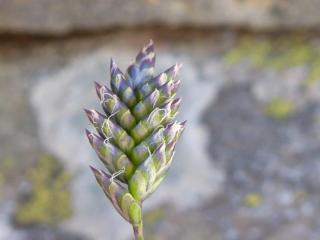 VTax3938.Ex1.Img2
