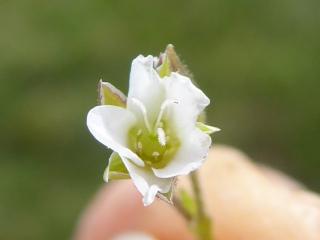 VTax1896.Ex2.Img4
