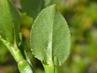 VTax2152.Ex2.Img5