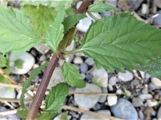 VTax2944.Ex1.Img5