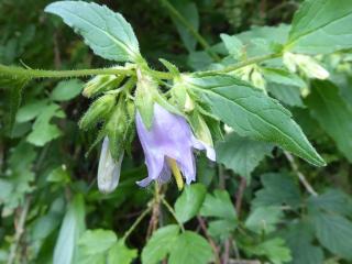 VTax2944.Ex1.Img6
