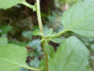 VTax2944.Ex1.Img7