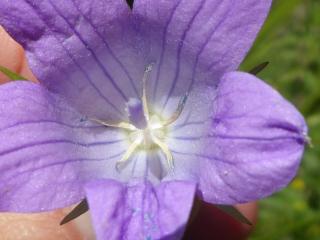 VTax2950.Ex1.Img5