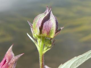 VTax443.Ex1.Img3