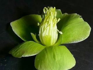 VTax156.Ex1.Img1