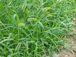 VTax4193.Ex1.Img2