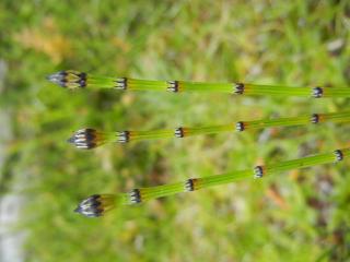 VTax4871.Ex1.Img4