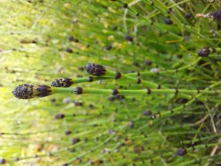 VTax4871.Ex1.Img7