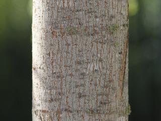 Img.VTax109.Ex4.Img3