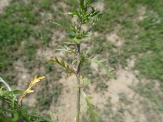 Img.VTax1137.Ex1.Img6