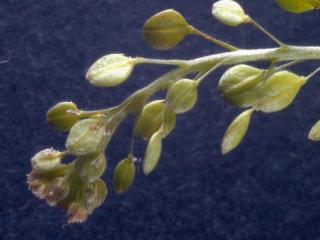 Img.VTax1137.Ex2.Img3