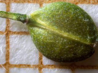 Img.VTax1137.Ex2.Img7