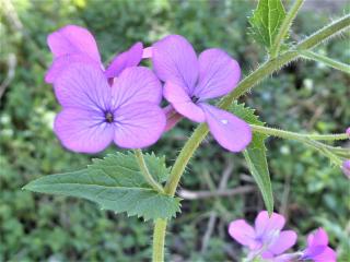 Img.VTax1187.Ex1.Img1
