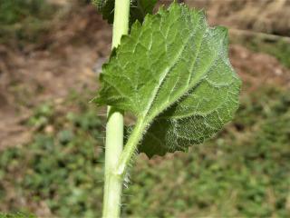 Img.VTax1187.Ex1.Img3