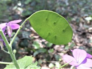 Img.VTax1187.Ex1.Img6
