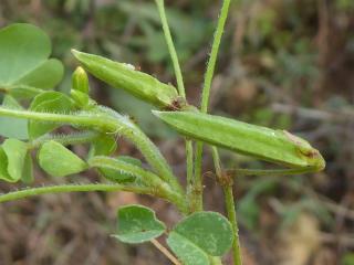 Img.VTax1357.Ex1.Img5