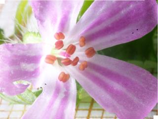 Img.VTax1366.Ex1.Img1