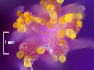 Img.VTax1366.Ex1.Img8