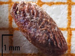 Img.VTax1368.Ex4.Img1