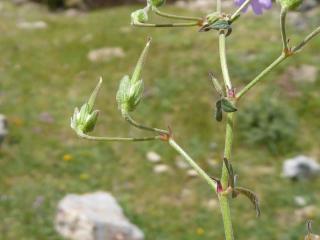 Img.VTax1373.Ex2.Img4