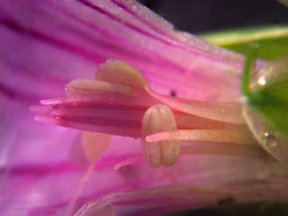 Img.VTax1377.Ex2.Img3
