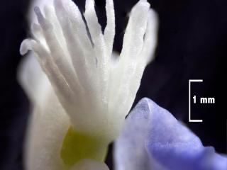 Img.VTax1461.Ex2.Img3