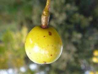 Img.VTax1469.Ex1.Img7