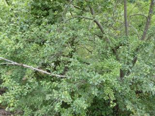 Img.VTax1482.Ex1.Img1