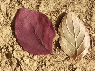 Img.VTax1491.Ex1.Img1