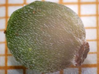 Img.VTax1491.Ex2.Img1