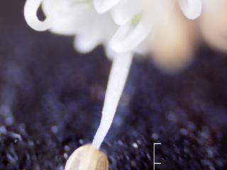 Img.VTax1502.Ex2.Img1