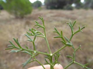 Img.VTax1545.Ex1.Img6