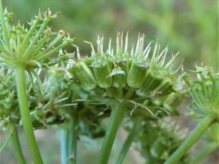 Img.VTax1552.Ex1.Img7