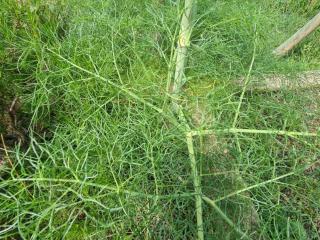 Img.VTax1556.Ex1.Img6