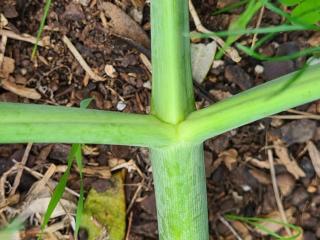 Img.VTax1556.Ex1.Img8