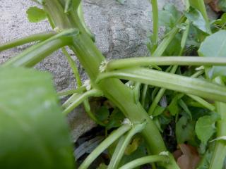 Img.VTax1579.Ex1.Img5