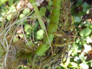 Img.VTax1579.Ex1.Img6