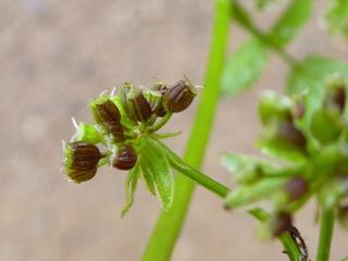 Img.VTax1579.Ex1.Img8