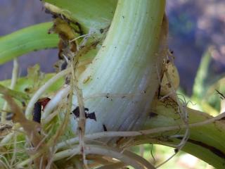 Img.VTax1579.Ex1.Img9