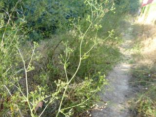 Img.VTax1584.Ex1.Img5